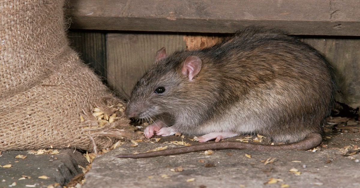 AMPARO - SP : Desratização | Como matar ratos